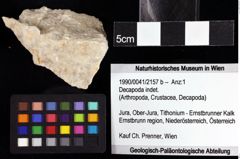 Foto (Objket + Etiketten) von Decapoda indet. 